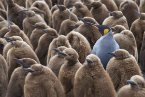 Opvallende pinguin als symbool voor teamcoaching